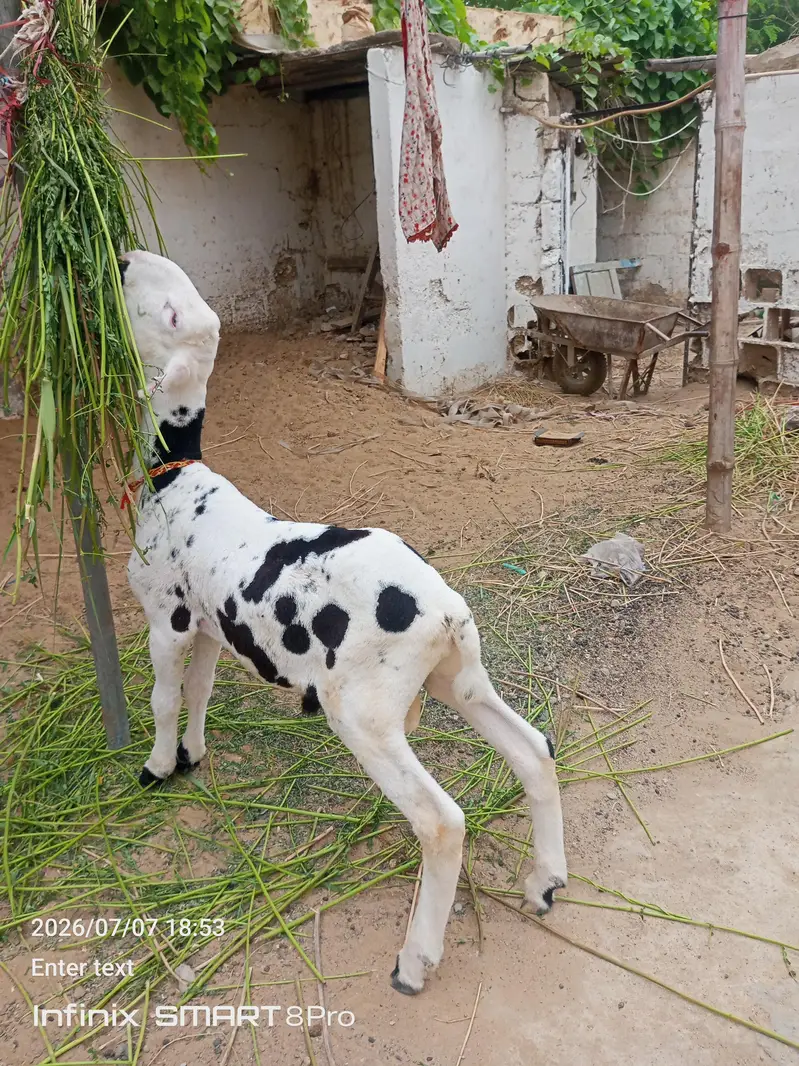 4 month ka mundra — photo 3