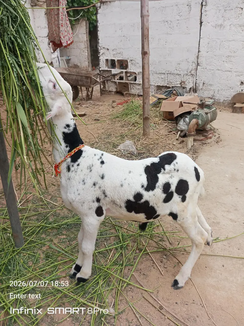 4 month ka mundra — photo 4