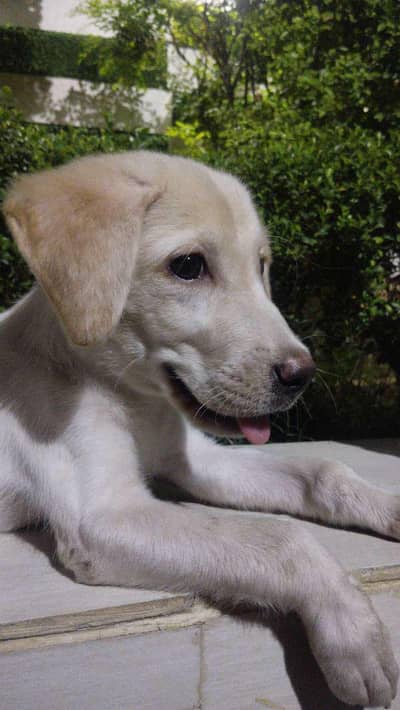 Labrador puppy