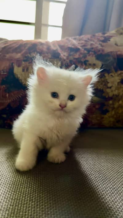 Persian kitten fluffy
