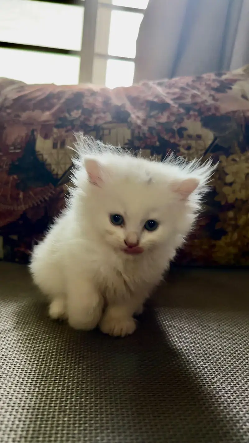 Persian kitten fluffy — photo 2