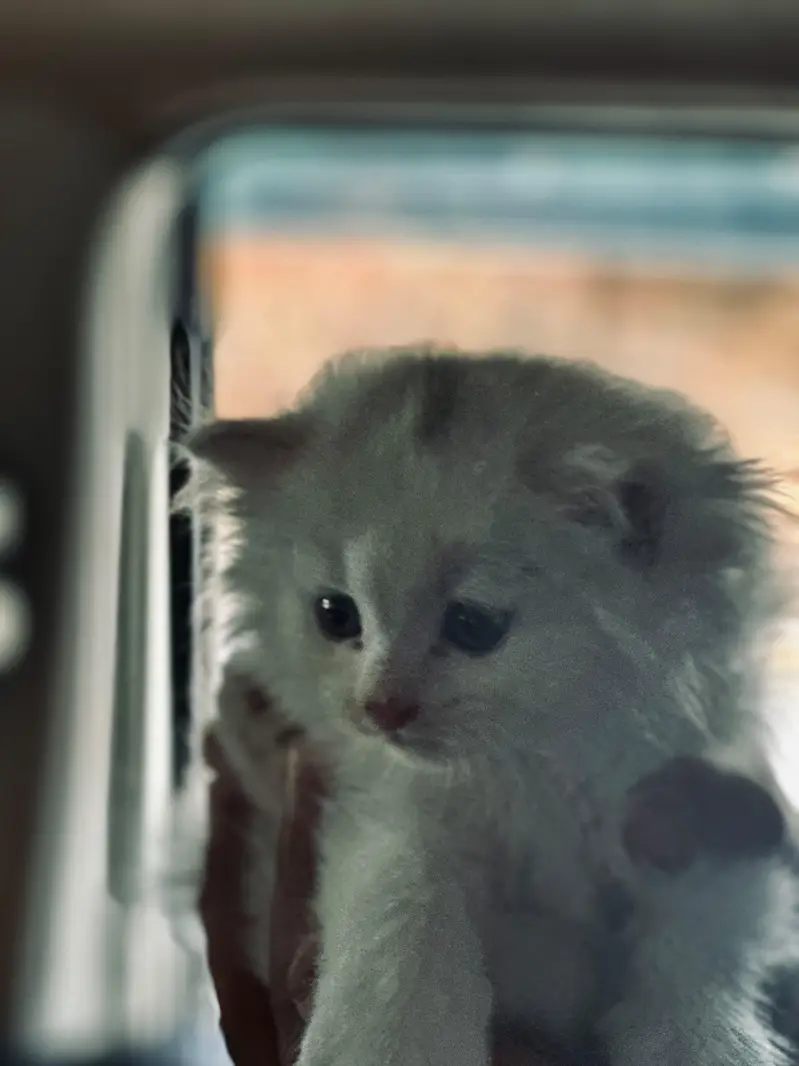 Persian kitten fluffy — photo 3