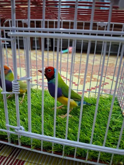 Common 2 BREEDER Male