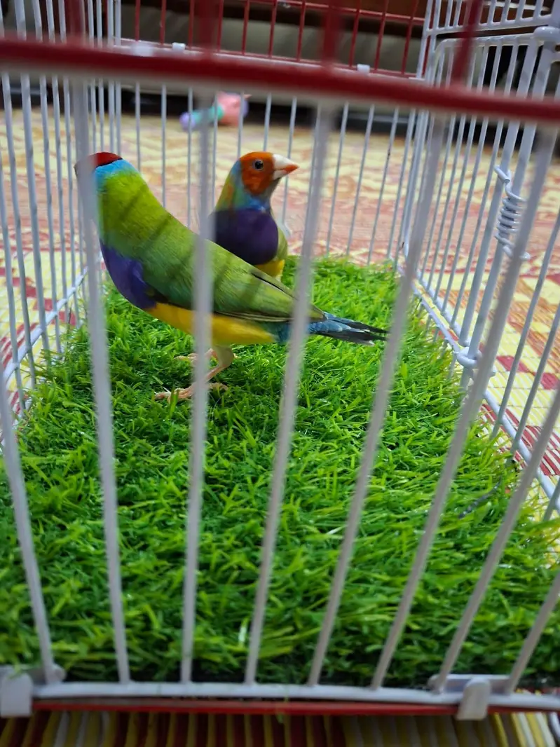 Common 2 BREEDER Male — photo 5