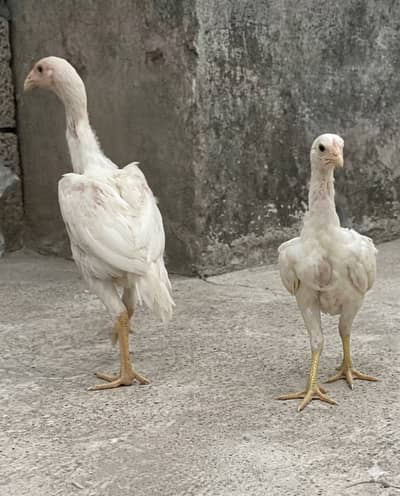 Female with parrot beak genesis  and male with long height fathers