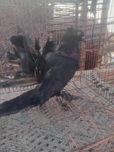 American lucky breeder pair