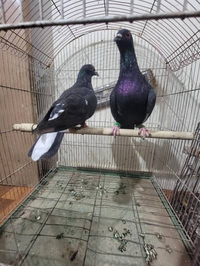 pair for sale Argent