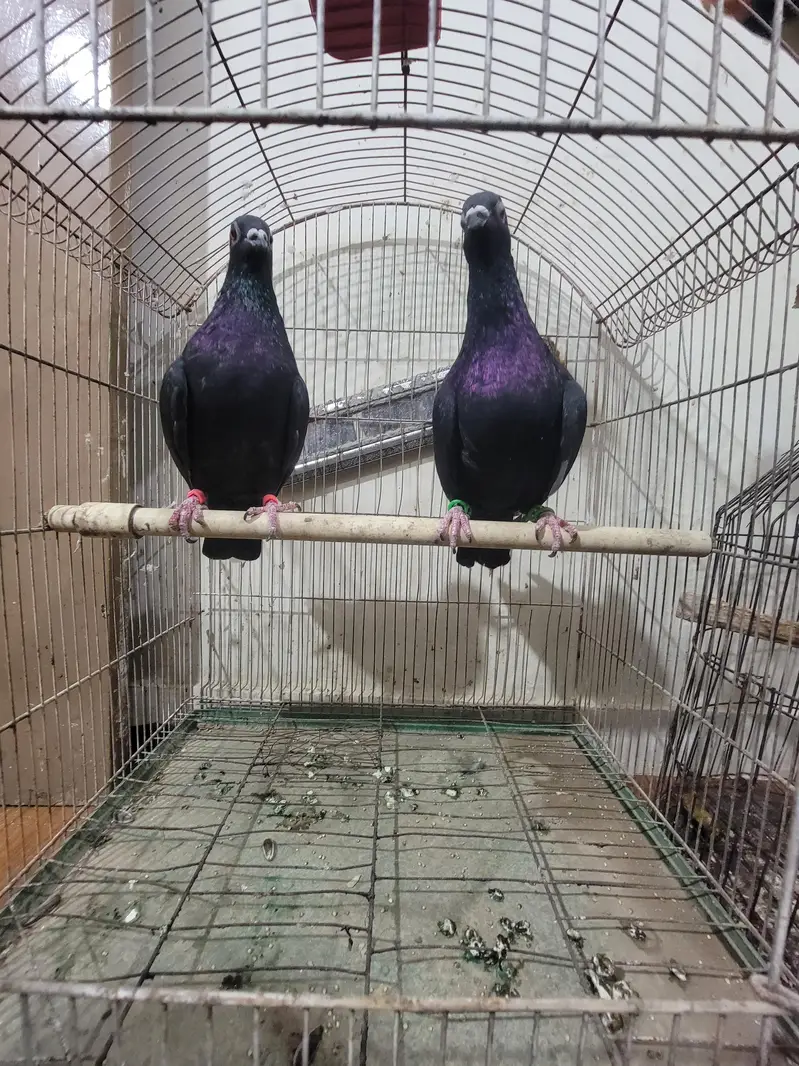 pair for sale Argent — photo 2
