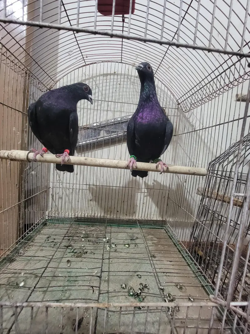 pair for sale Argent — photo 3