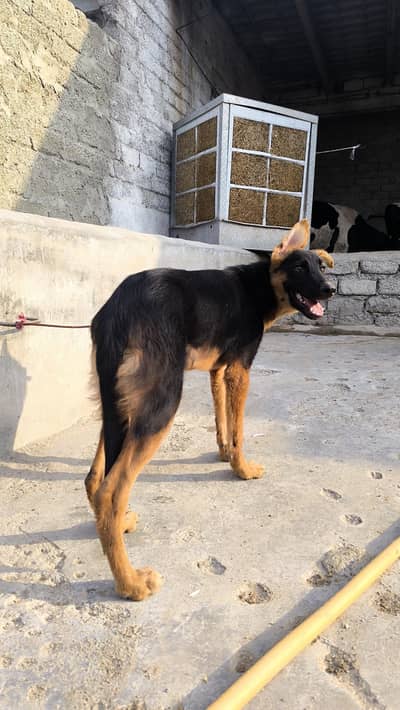 German shepherd puppy for sale contact me 03715630091 what's pp