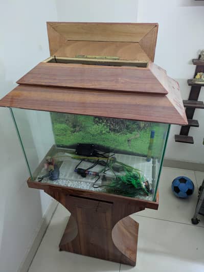 fish aquarium