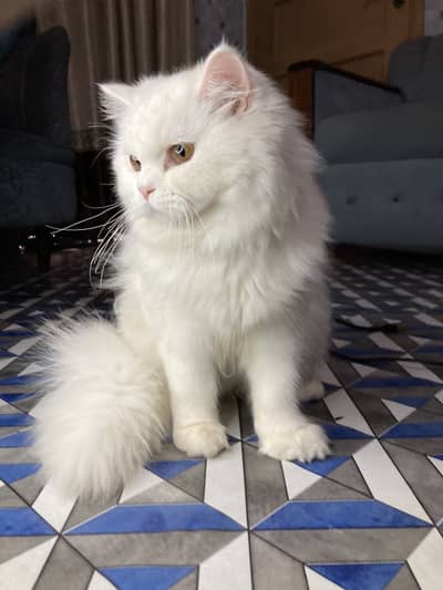 Persian cat full vaccinated