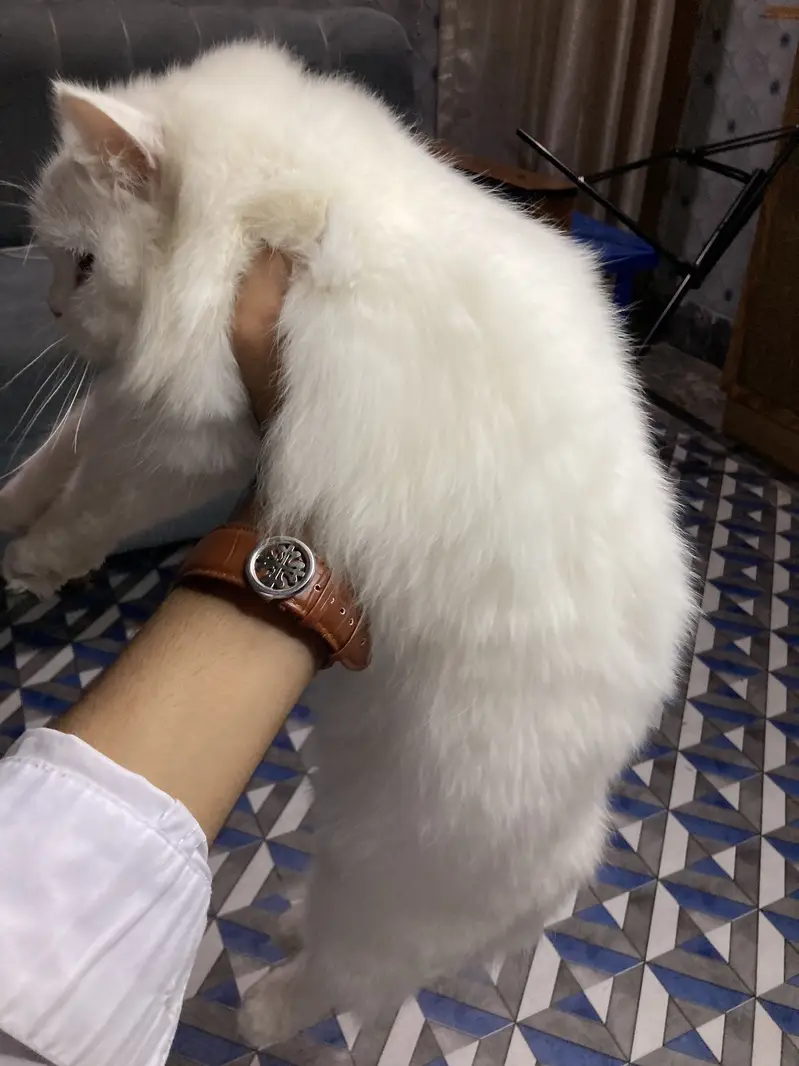 Persian cat full vaccinated — photo 2