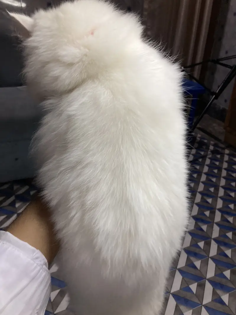 Persian cat full vaccinated — photo 3