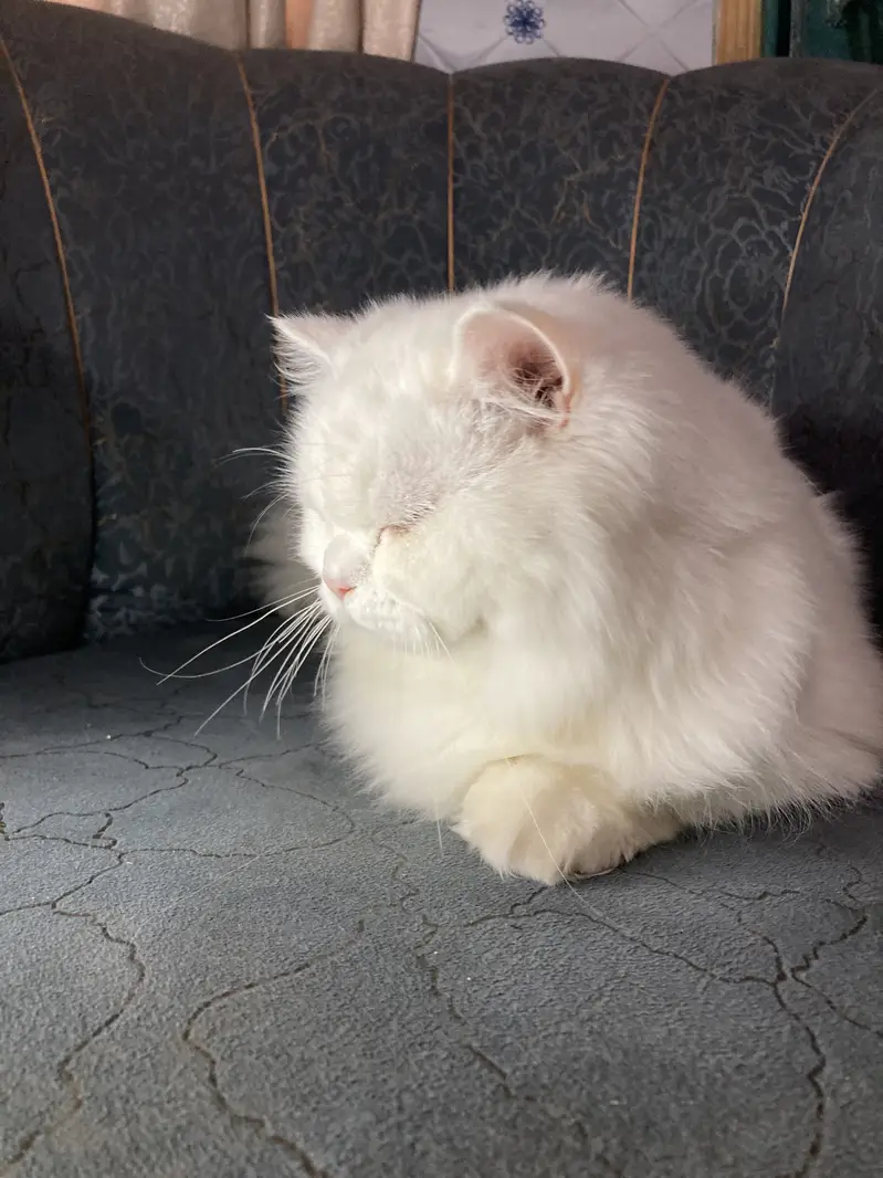Persian cat full vaccinated — photo 4