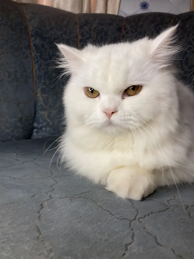 Persian cat full vaccinated — photo 5