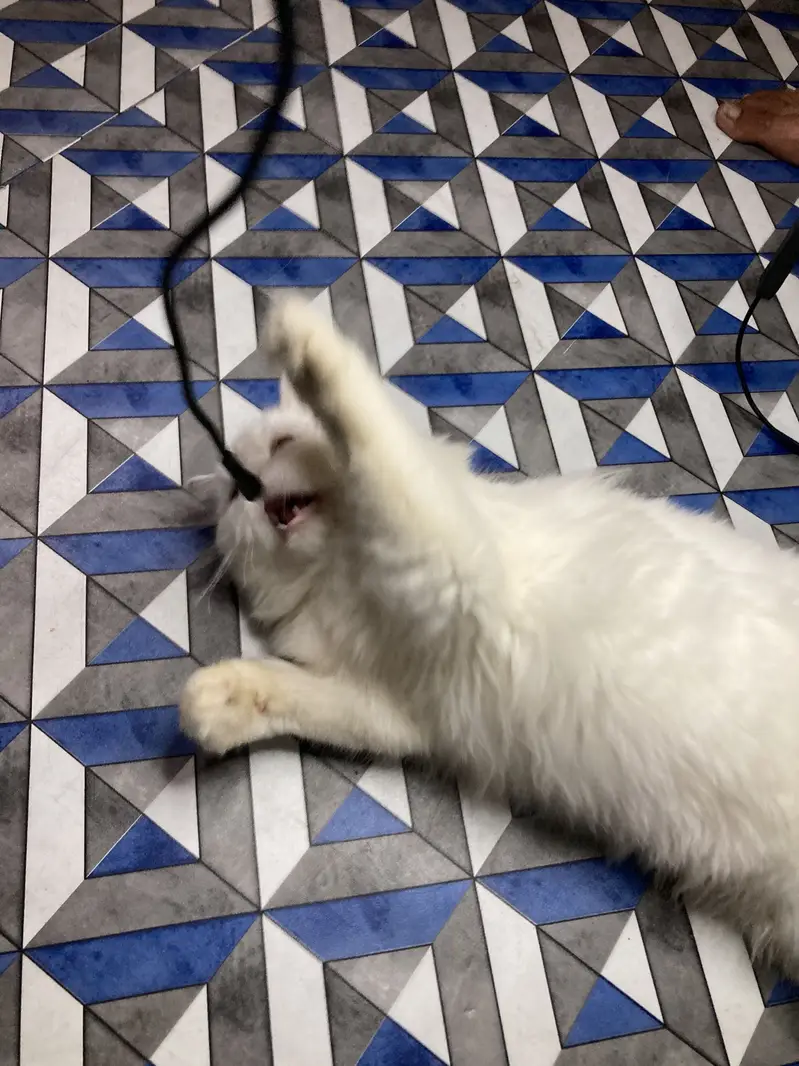 Persian cat full vaccinated — photo 6