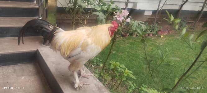 bantom male chicken golden colour 0314 1530124