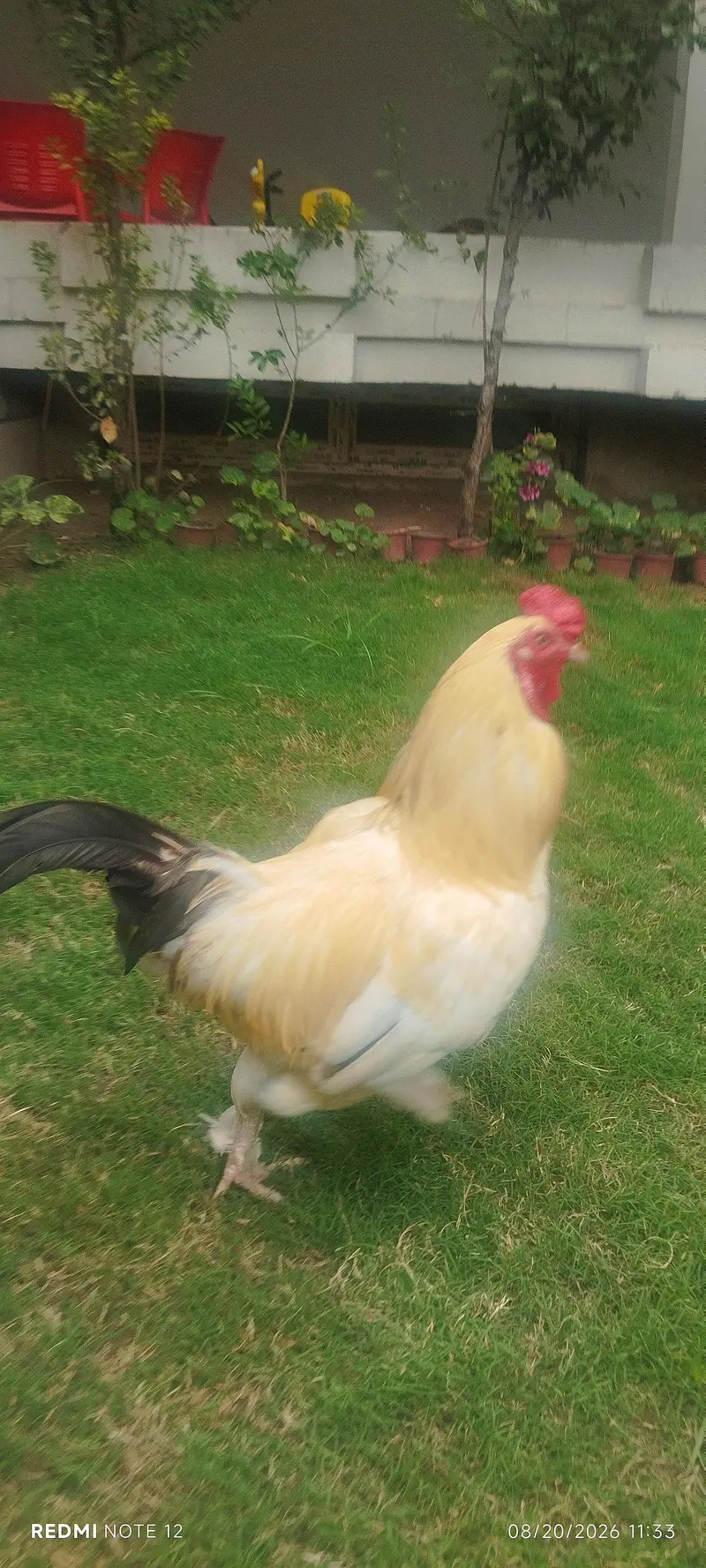 bantom male chicken golden colour 0314 1530124 — photo 2