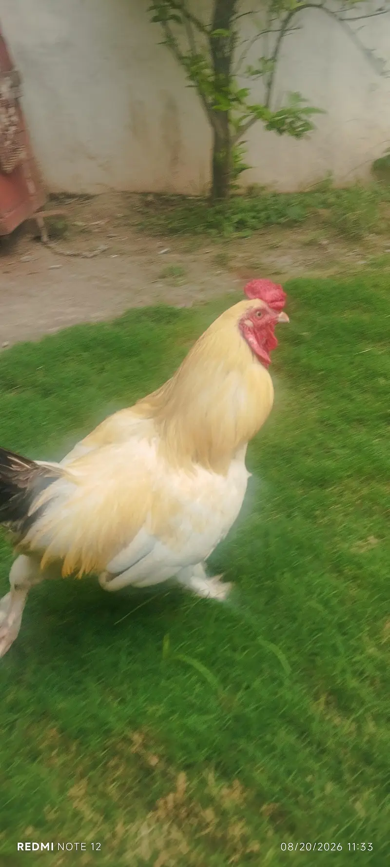 bantom male chicken golden colour 0314 1530124 — photo 3
