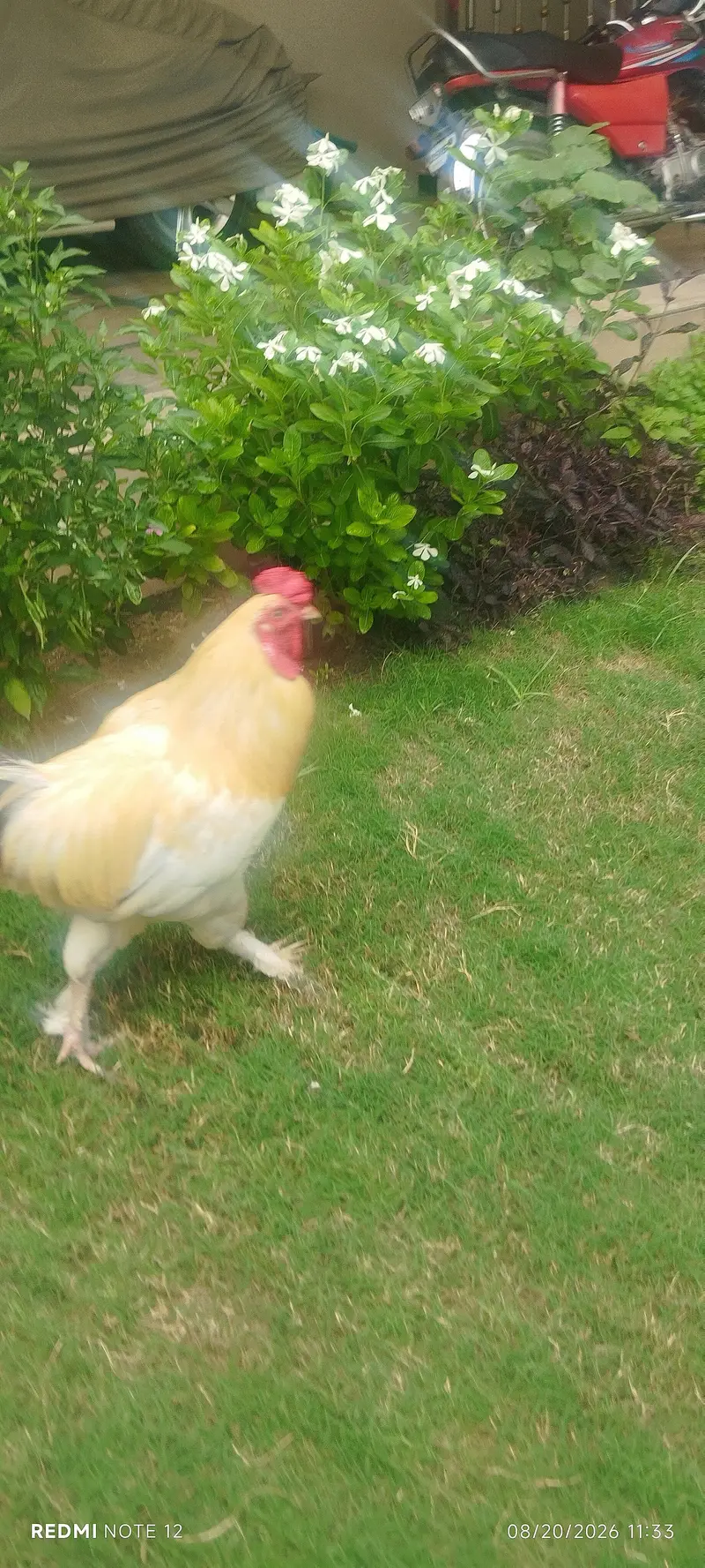 bantom male chicken golden colour 0314 1530124 — photo 4