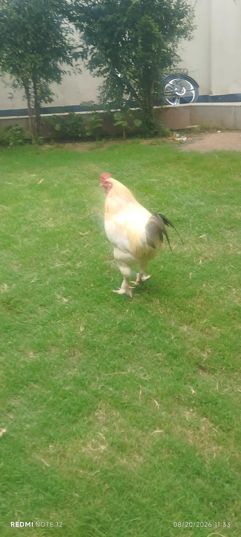 bantom male chicken golden colour 0314 1530124 — photo 5