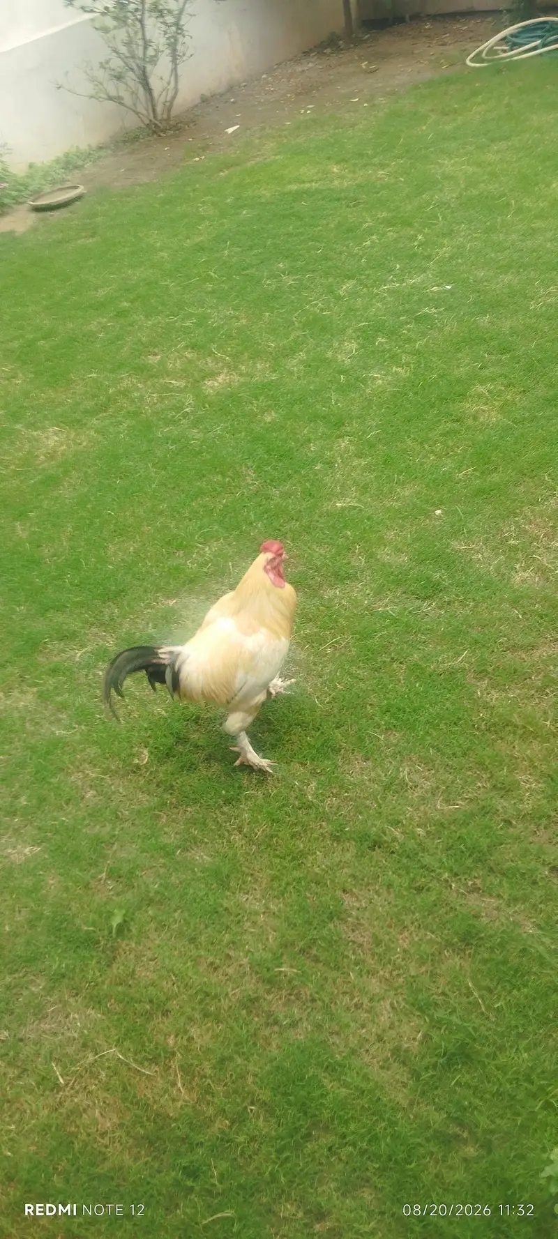 bantom male chicken golden colour 0314 1530124 — photo 6