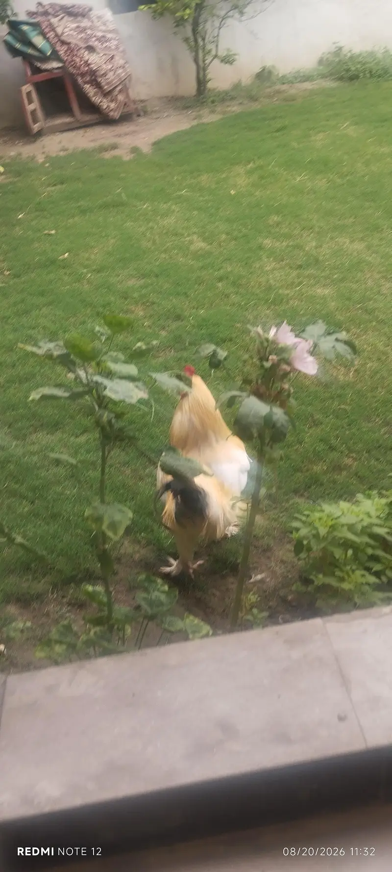 bantom male chicken golden colour 0314 1530124 — photo 7