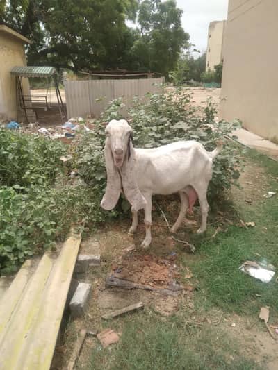 Gulabi bakri jabo saiz me