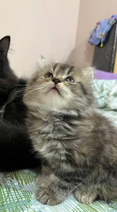 pure doll face Persian kittens