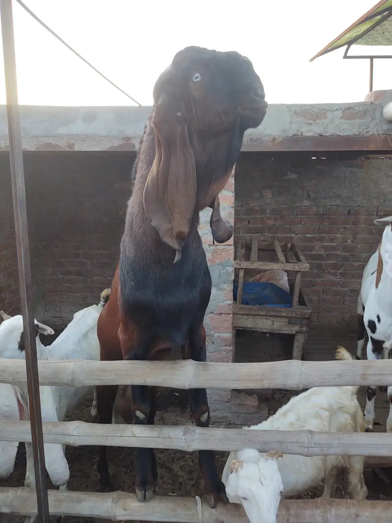 bredar nagra Bakra — photo 2