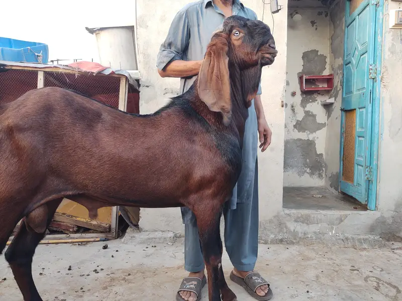 bredar nagra Bakra — photo 4