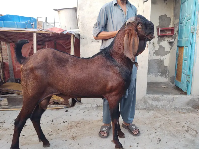 bredar nagra Bakra — photo 5