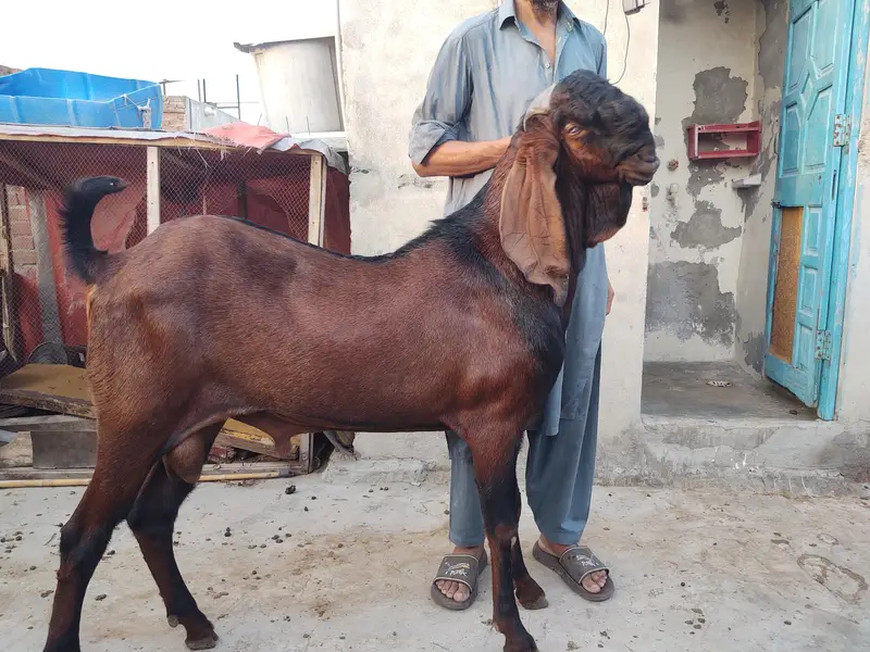 bredar nagra Bakra — photo 6