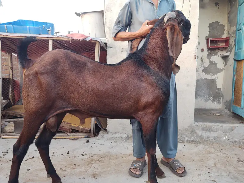 bredar nagra Bakra — photo 7