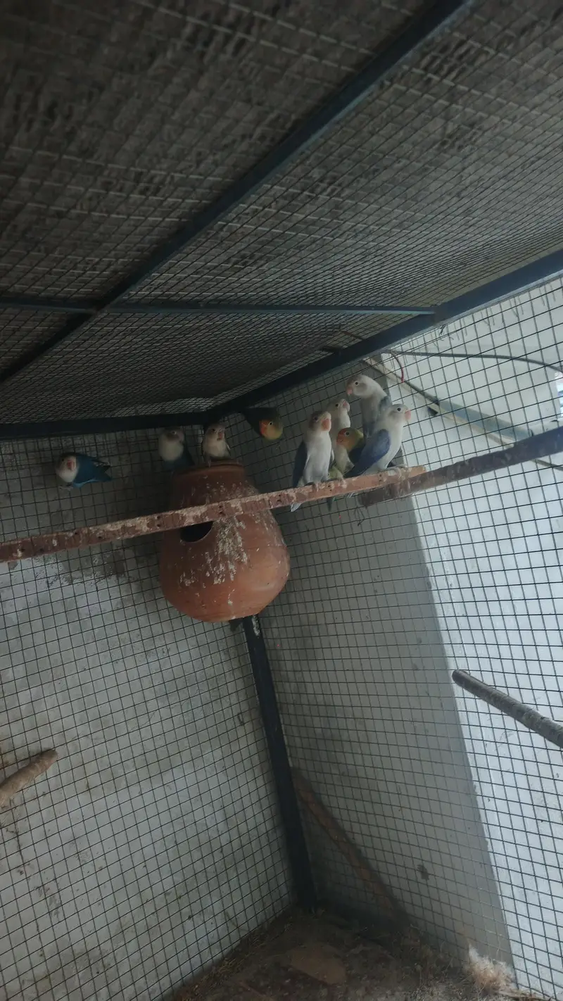 mix love birds breeder pair for sale — photo 4