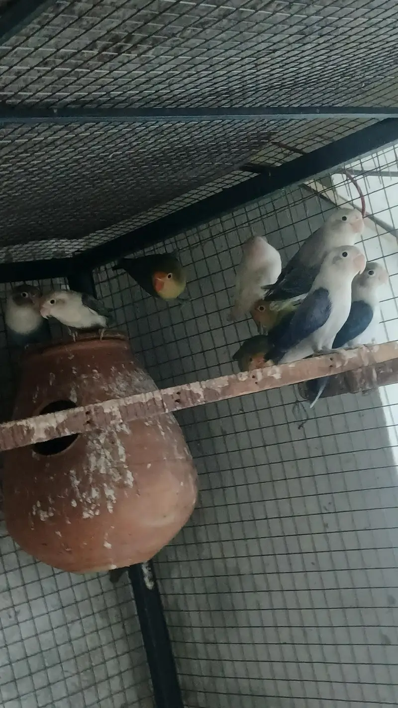 mix love birds breeder pair for sale — photo 7