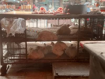 Iron chicken cage counter