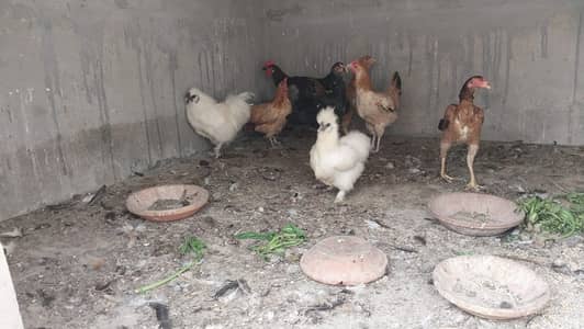 Available for rehoming