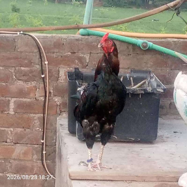 for sell 0