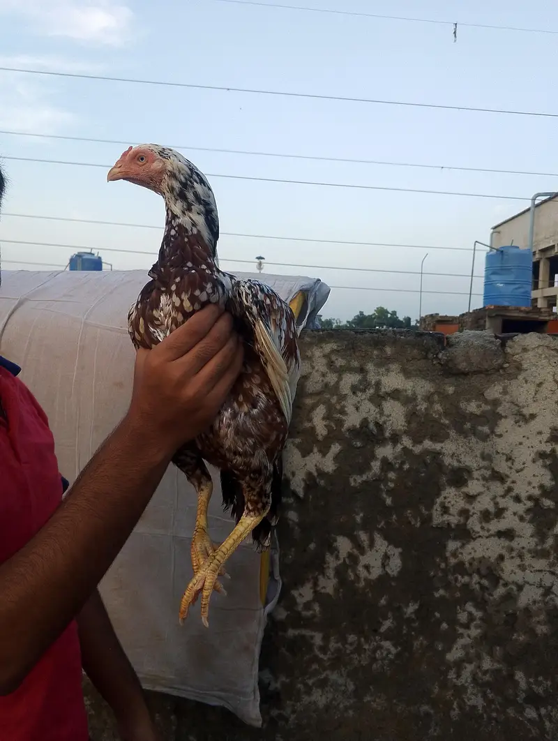 aseel cheeni mianwali blood line — photo 2
