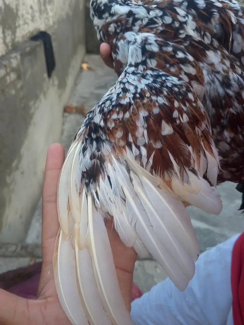 aseel cheeni mianwali blood line — photo 3