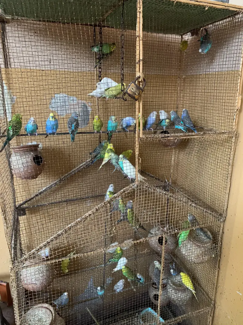 20 pairs for sale — photo 2