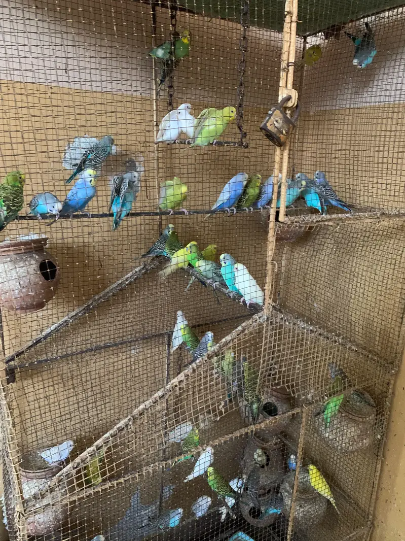 20 pairs for sale — photo 3