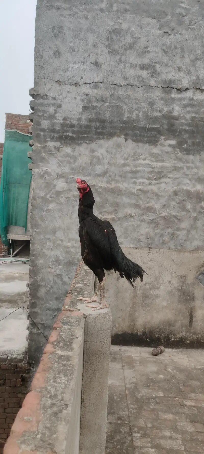 pure Pakistani or thai — photo 3