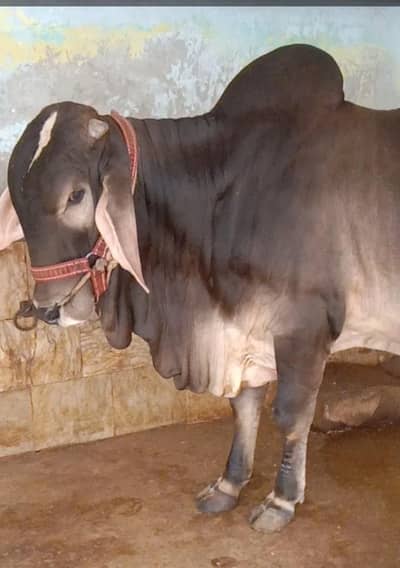 Bachra For sale