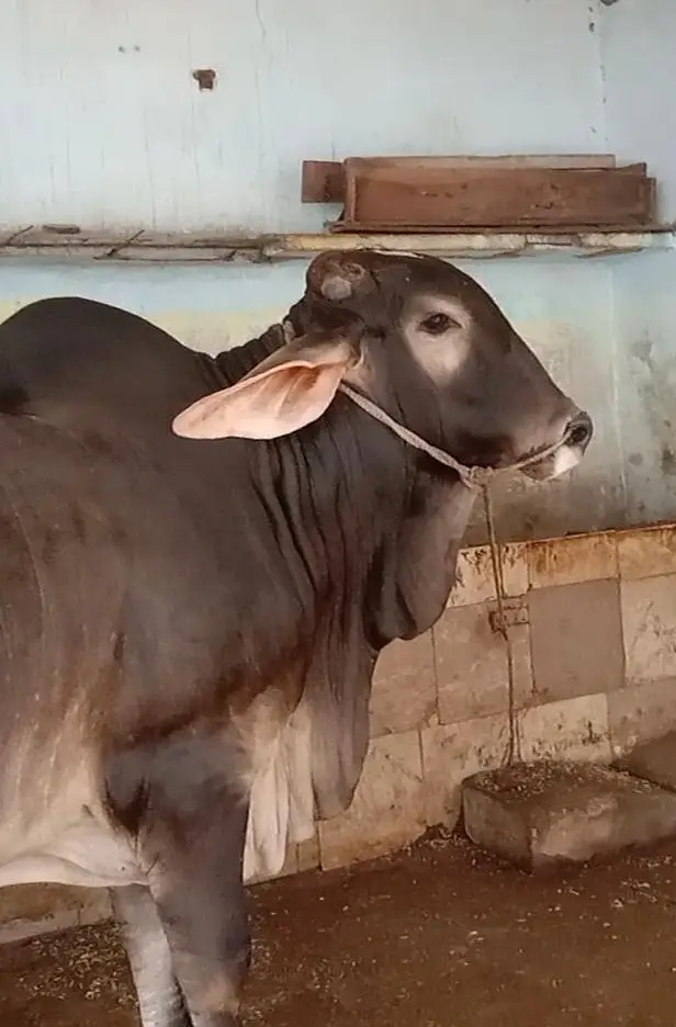 Bachra For sale — photo 2