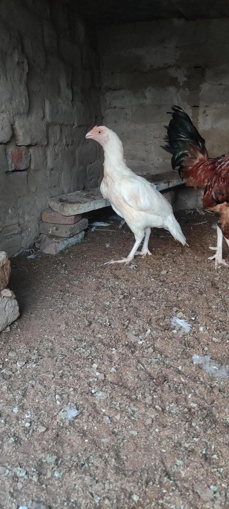 pure aseel Mianwali — photo 2