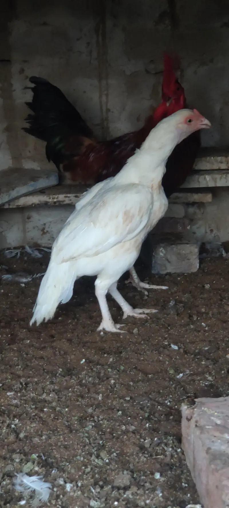 pure aseel Mianwali — photo 5