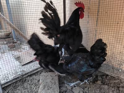 Australorp ready to breed set for sale